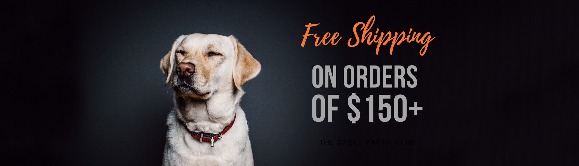 Professional Gear for Elite Pets